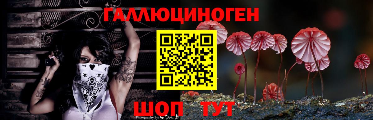 Галлюциногенные грибы Psilocybe Лесосибирск